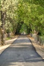 Road with canopy of vivid green leaves of tall trees on a sunny day Royalty Free Stock Photo