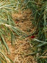 Road in carnation plantation harvested in horticultural farm Royalty Free Stock Photo