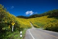 Road center of Yellow Mexican sunflower field Royalty Free Stock Photo