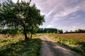 Road between clover fields Royalty Free Stock Photo