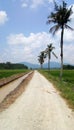 The road with coconut trees in paddy field malaysia Royalty Free Stock Photo