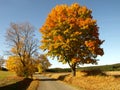 Road with color tree