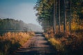 Road in colorful autumn forest. Beautiful scenery Royalty Free Stock Photo