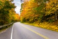 Road through a Colourful Autumn Forest