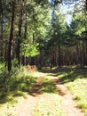 Road in Commercial Forest, Hogsback Royalty Free Stock Photo