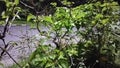 Road conditions, in the city Surabaya, rainwater wetting green leaves