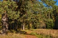 Road in a coniferous forest in autumn Royalty Free Stock Photo