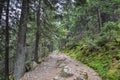 Road in coniferous forest in Carpathian mountains, Ukraine Royalty Free Stock Photo