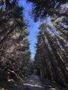 a road in a coniferous forest. Tall trees on the way to the recreation area