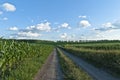 Road corn grows on a summer field Royalty Free Stock Photo