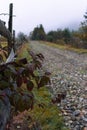 Road in countryside. Morning foggy pathway in Carpathian village. Footpath in autumn field with fence. Rural dirty road in mist Royalty Free Stock Photo