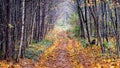 The road covered with fallen leaves in the autumn forest Royalty Free Stock Photo