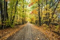 Road covered with fallen leaves in a virgin autumn maple forest Royalty Free Stock Photo