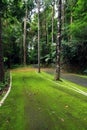 Road covered with green moss