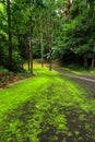 Road covered with green moss