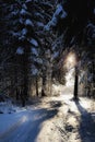 The road is covered with snow in a spruce forest in winter Royalty Free Stock Photo