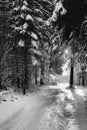 The road is covered with snow in a spruce forest in winter. Vertical foto Royalty Free Stock Photo