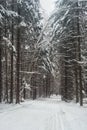 The road is covered with snow in a spruce forest in winter. Vertical foto. Royalty Free Stock Photo