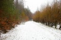 Road covered with snow, winter view, trees on the sides Royalty Free Stock Photo