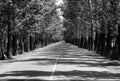 A road covered by tall trees in bothside Royalty Free Stock Photo