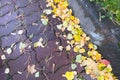 Road covered with yellow autumn leaves, autumn theme, text space Royalty Free Stock Photo