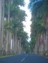 The road crosses a giant palm alley