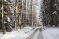 Road crossing wintertime forest Royalty Free Stock Photo