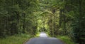 Road Crosssing a forest in Denmark Royalty Free Stock Photo
