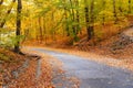 Road curves through autumn trees