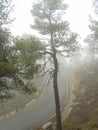 Desolate road with haze, seen through a tree