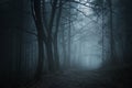 Road in dark forest with fog at night Royalty Free Stock Photo