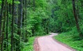 Road through a dark green forest