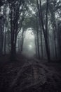 Road in dark haunted surreal forest with fog at night Royalty Free Stock Photo