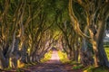 The Dark Hedges in Northern Ireland at sunset Royalty Free Stock Photo