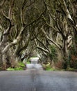 Road through the Dark Hedges a unique beech tree tunnel road n Ballymoney, Northern Ireland. Game of thrones location