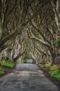 Road through the Dark Hedges a unique beech tree tunnel road n Ballymoney, Northern Ireland. Game of thrones location