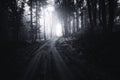 Road through dark mysterious woods