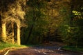 Road through dark night forest in autumn Royalty Free Stock Photo