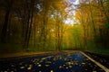 Road through dark night forest in autumn Royalty Free Stock Photo