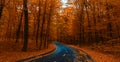 Road through dark night forest in autumn Royalty Free Stock Photo