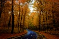 Road through dark night forest in autumn Royalty Free Stock Photo