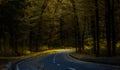 Road through dark night forest in autumn Royalty Free Stock Photo