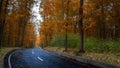 Road through dark night forest in autumn Royalty Free Stock Photo