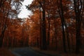 Road through dark night forest in autumn Royalty Free Stock Photo