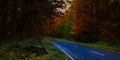 Road through dark night forest in autumn Royalty Free Stock Photo