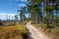 Road through a dead forest due to air pollution in the Silesian Beskids in Poland Royalty Free Stock Photo