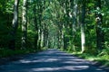 Road in deep forest Royalty Free Stock Photo