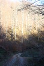 Road in deep forest.