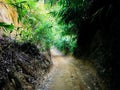 The road in the dense jungle is very beautiful and terrifying Royalty Free Stock Photo