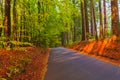 Road depths autumn forest trees colorful leaves Royalty Free Stock Photo